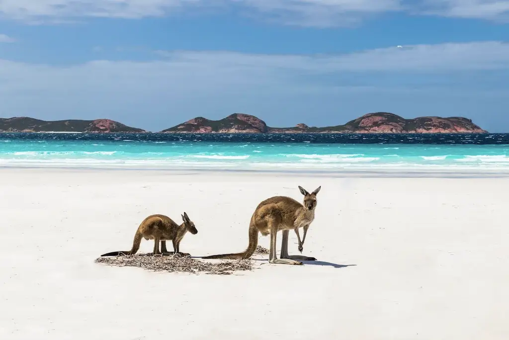 Two kangaroos on a beach in Australia