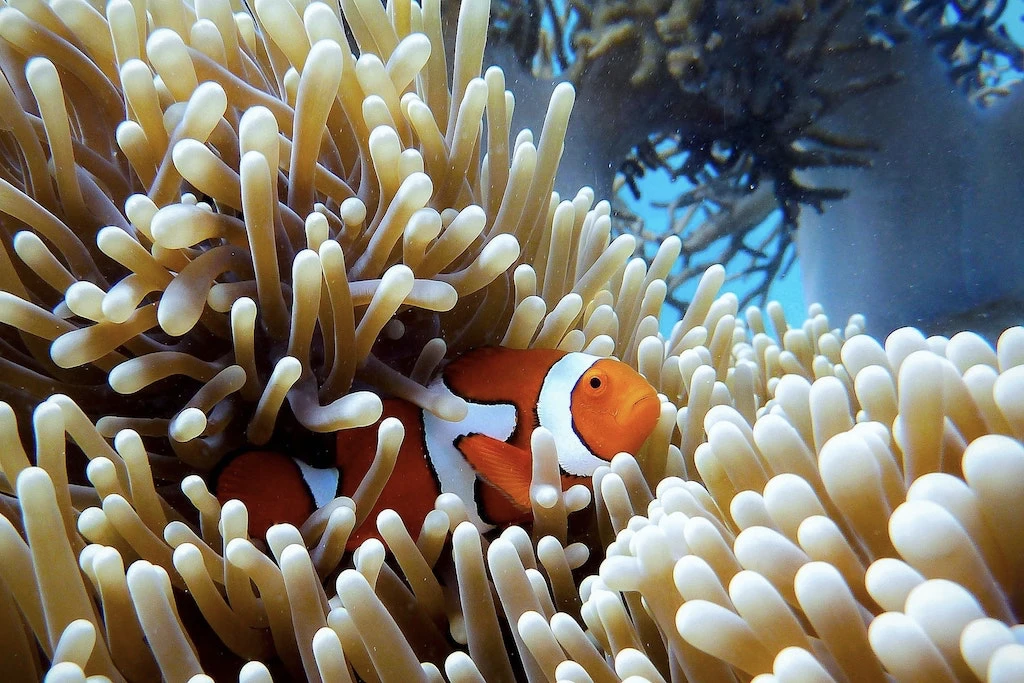 A clownfish on the Great Barrier Reef in Queensland, Australia.