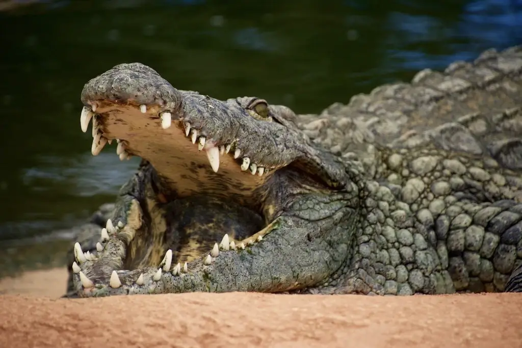 A saltwater crocodile with its mouth open.