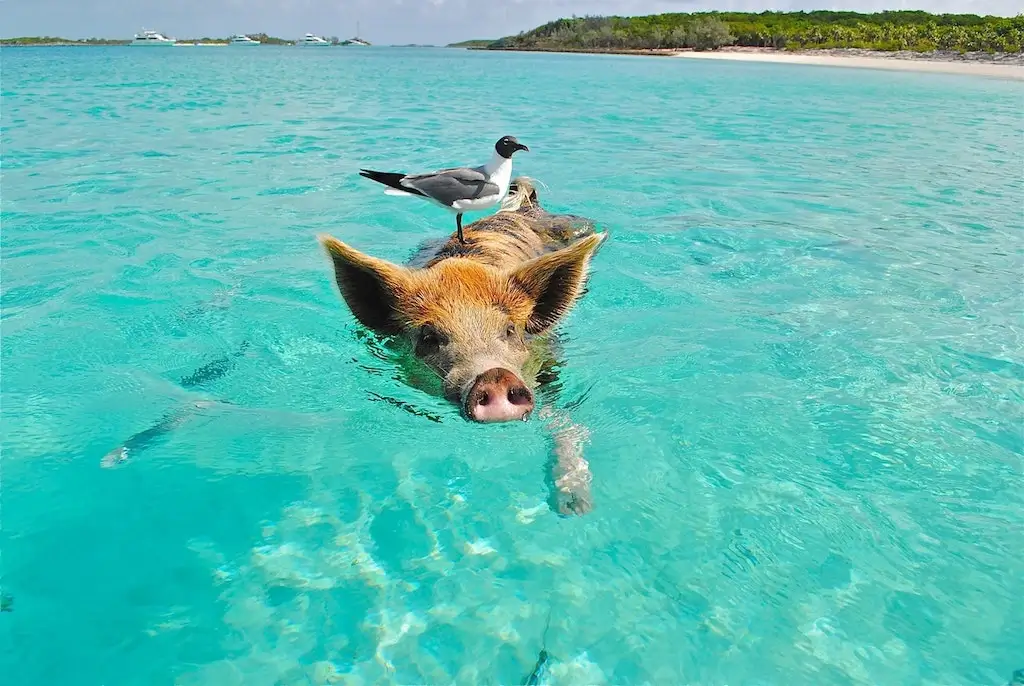 Swimming pigs on a beach in The Bahamas. 