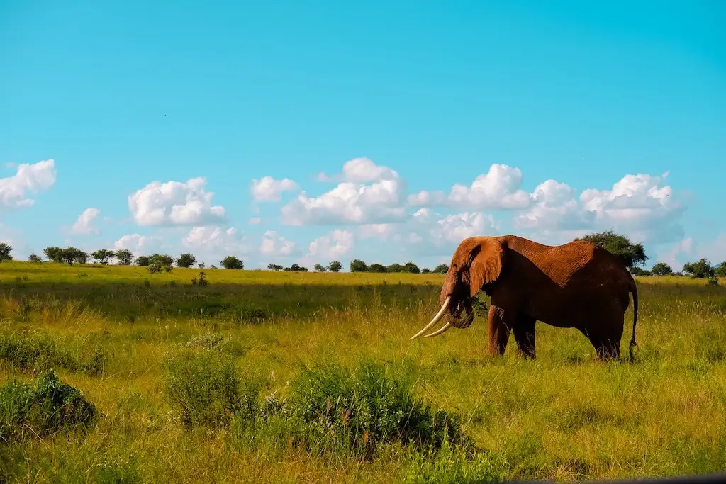 Bull elephant on the plains of Kenya, Africa.