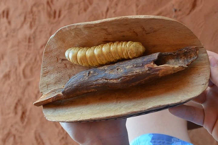 A wichetty grub in a bark bowl.