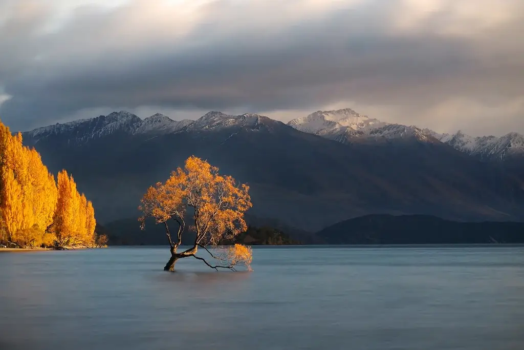 The Wanaka Tree in Lake Wanaka, New Zealand. 