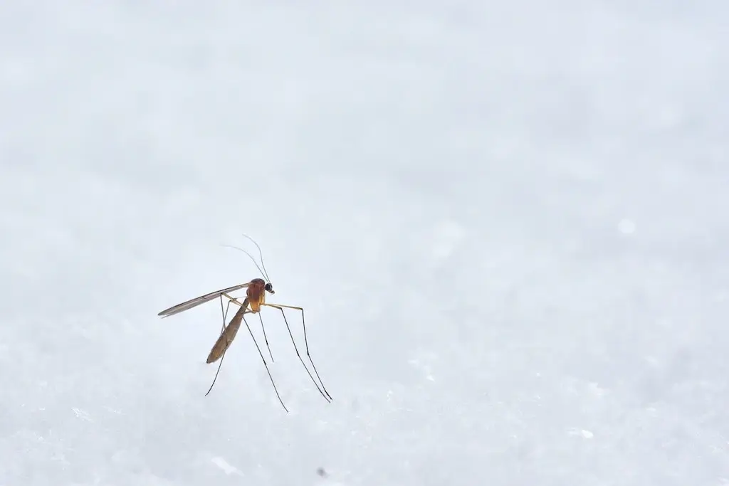 A mosquito
