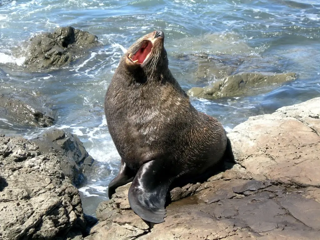 A sea lion showing it's large teeth in New Zealand.