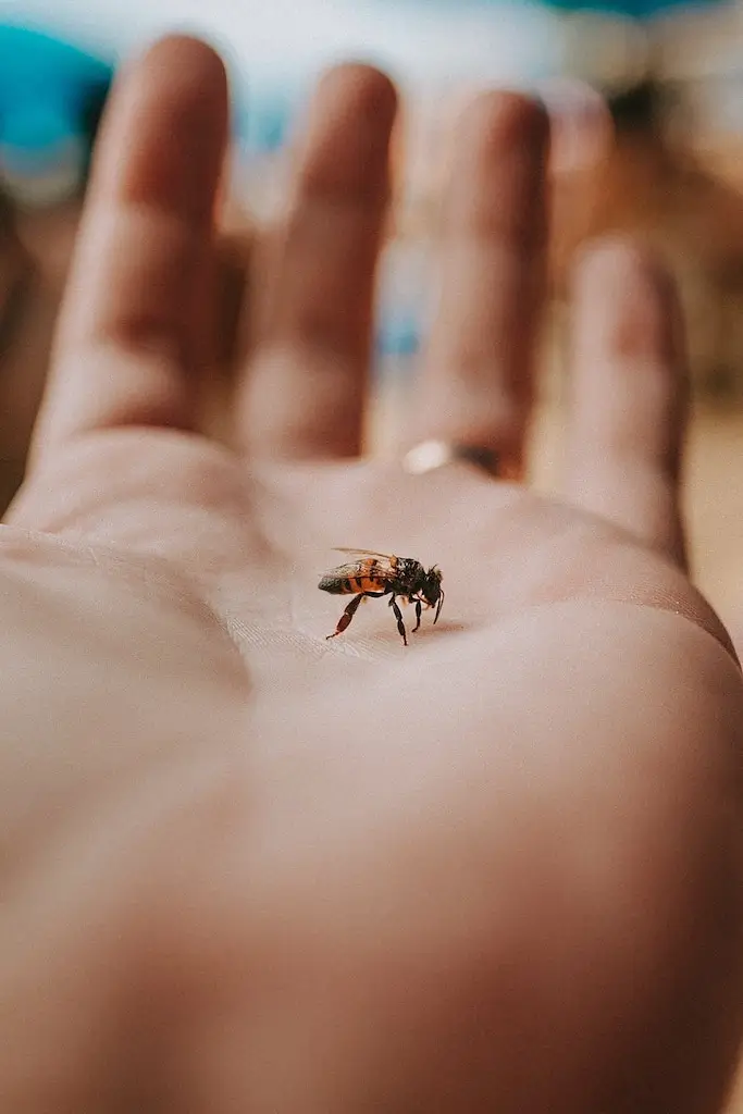 Bee sitting on a person's hand.
