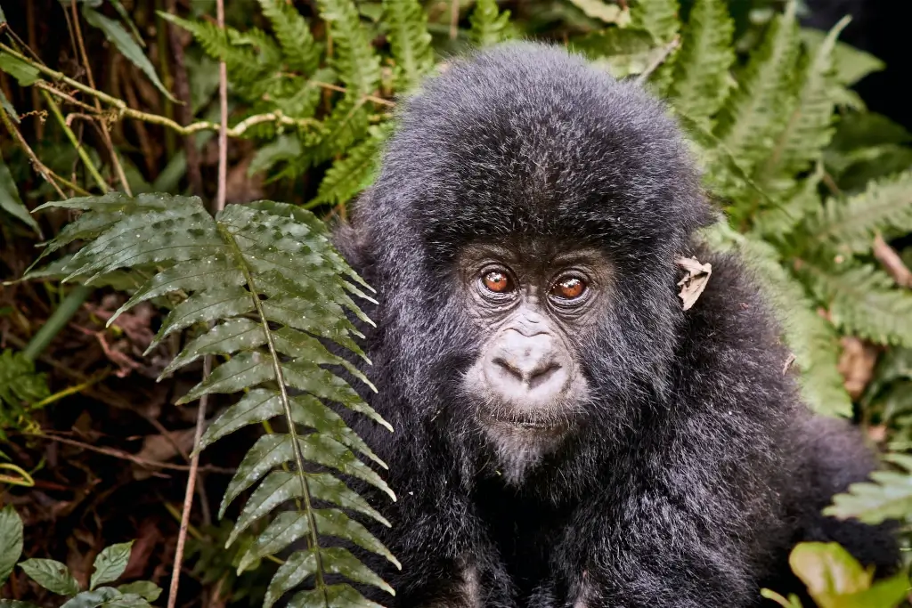 Baby Lowland Gorilla in the Republic of the Congo (Congo-Brazaville).