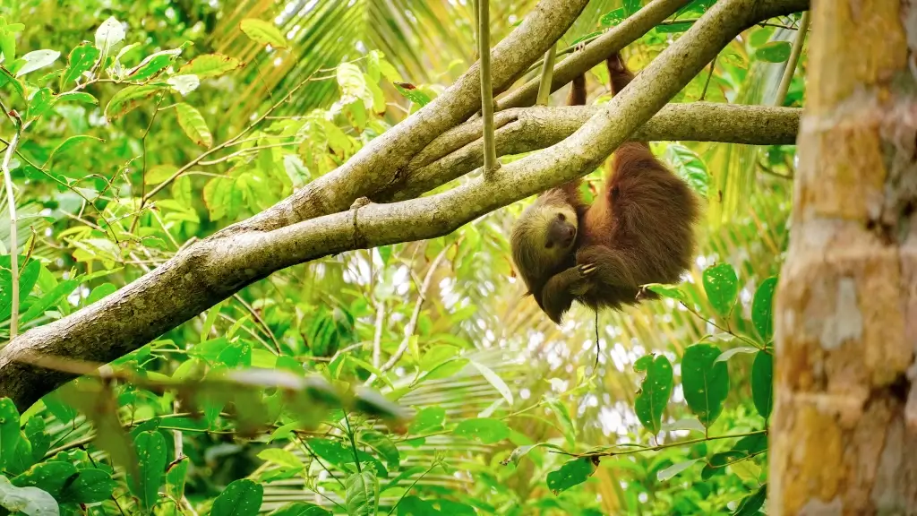 Baby sloth hanging from a tree in Cahuita, Costa Rica. 