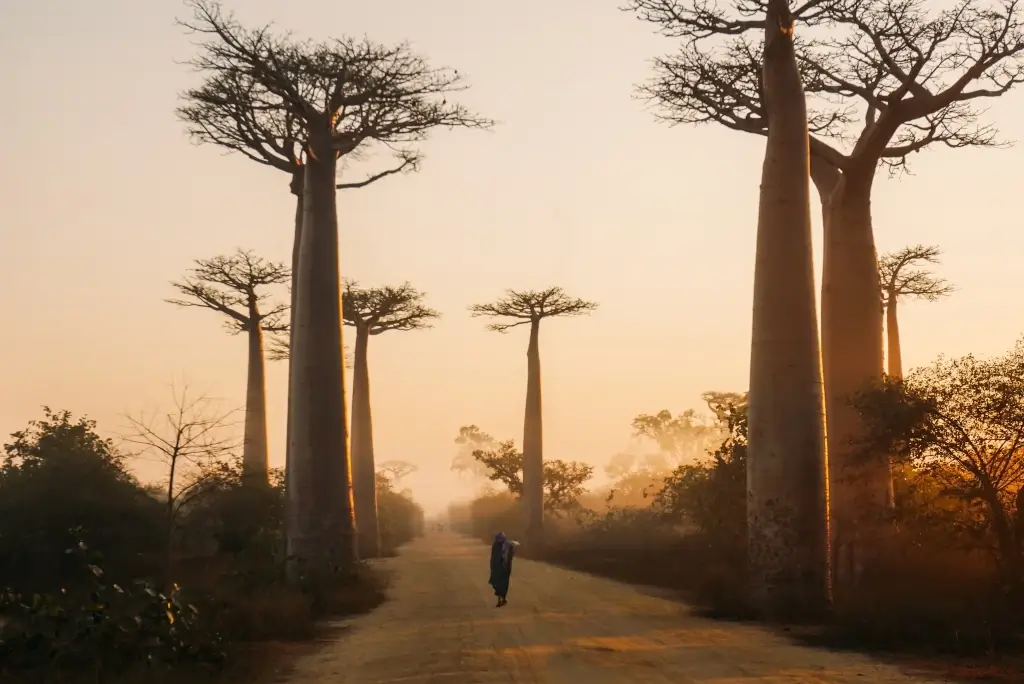 Baobabs line a road at sunrise in Morondava, Madagascar. 