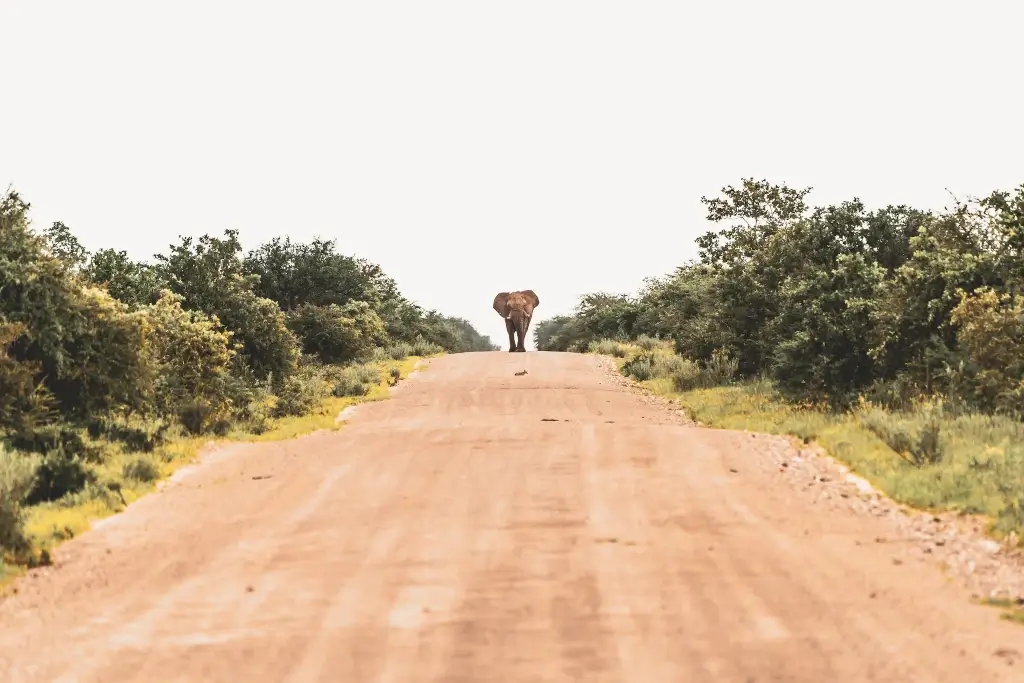 Bull elephant walking down the road in Etosha Park, Namibia. 