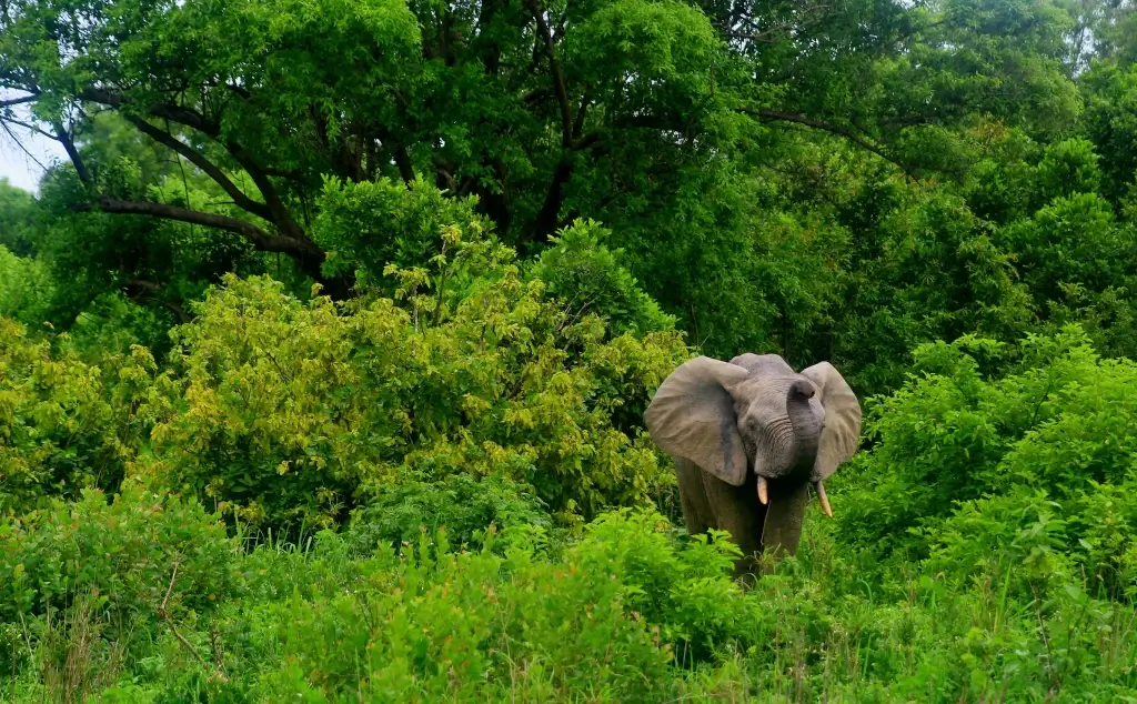 Elephant in forest in Mole National Park, Ghana.
