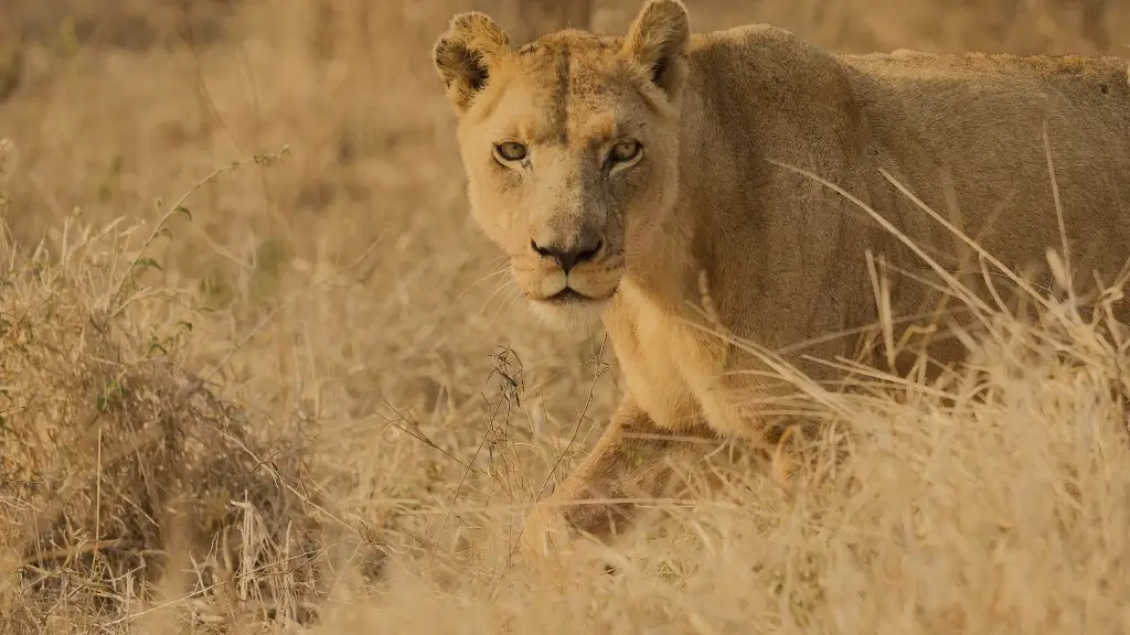 Female lion prowling the savannah in Hlane, Eswatini (Swaziland). 