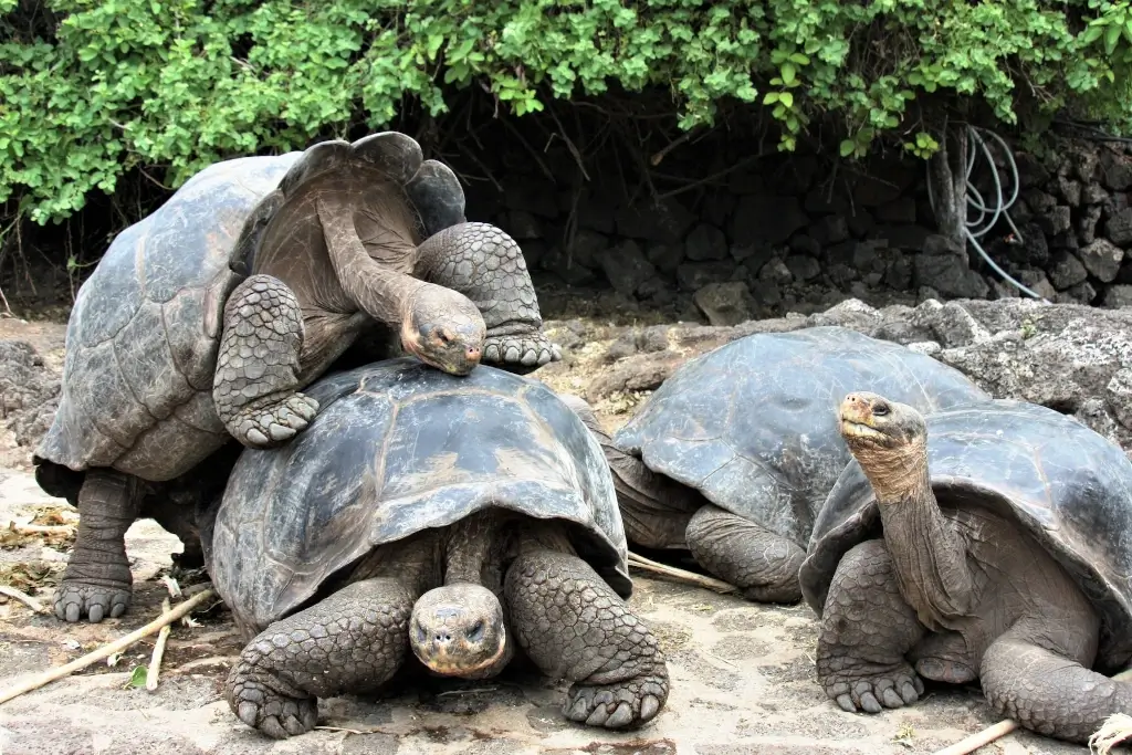 Tortoise on the beach in the Galapagos Islands, Ecuador. 