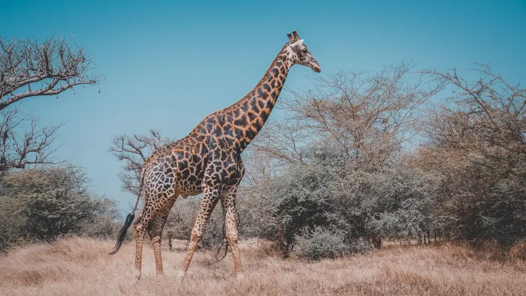 Giraffe in Bandia Reserve in Senegal.