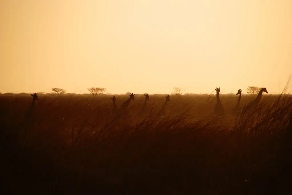 Giraffe at dusk in Waza National Park, Cameroon. 