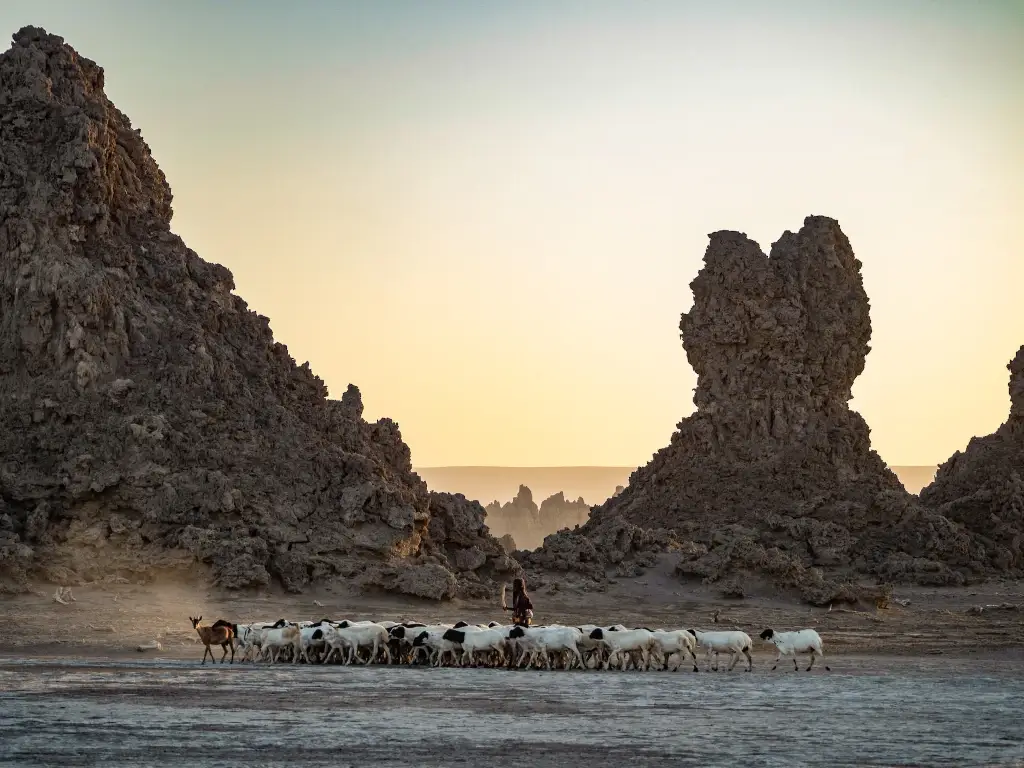 Shepherd herding goats in desert in Djibouti. 