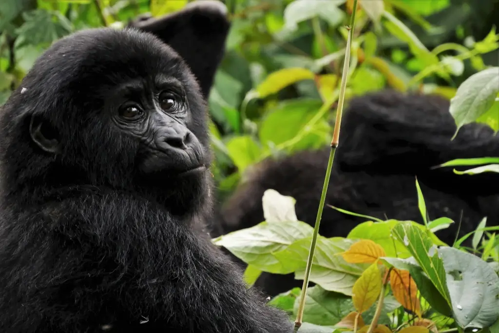 Gorillas in Bwindi National Park, Uganda. 
