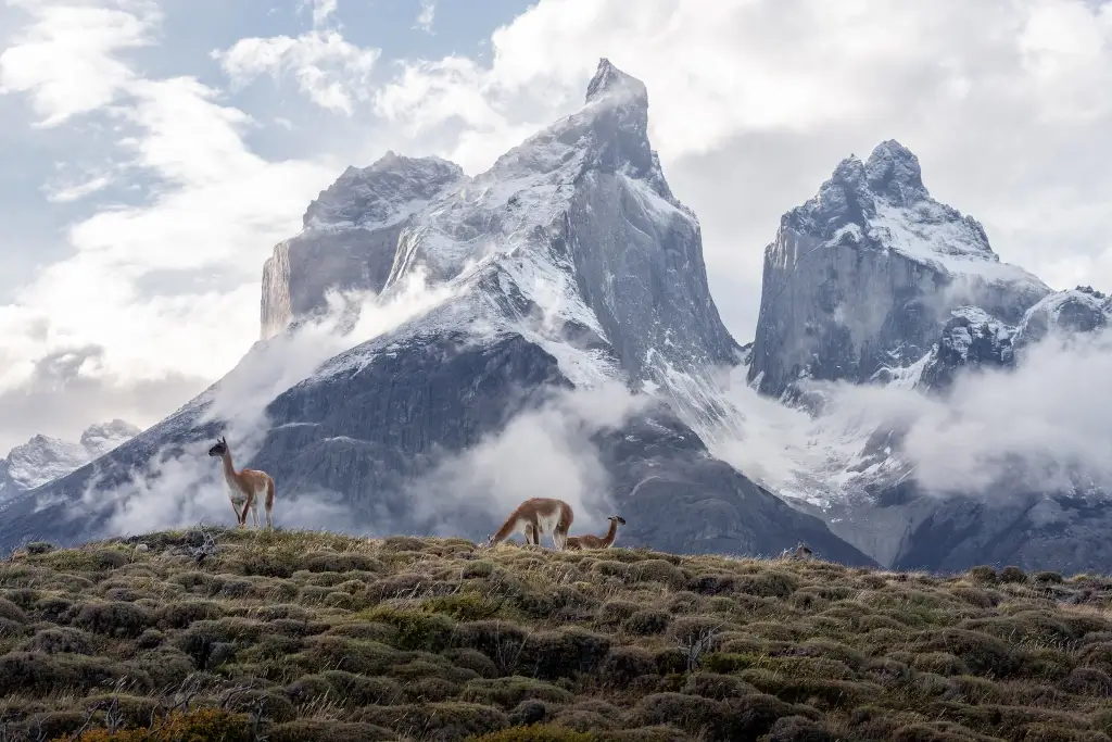 Guanacos in the Torres Del Paine in Chile. 
