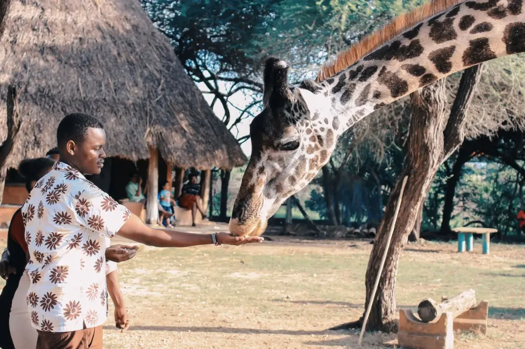 Man feeding giraffe in Kenya. 