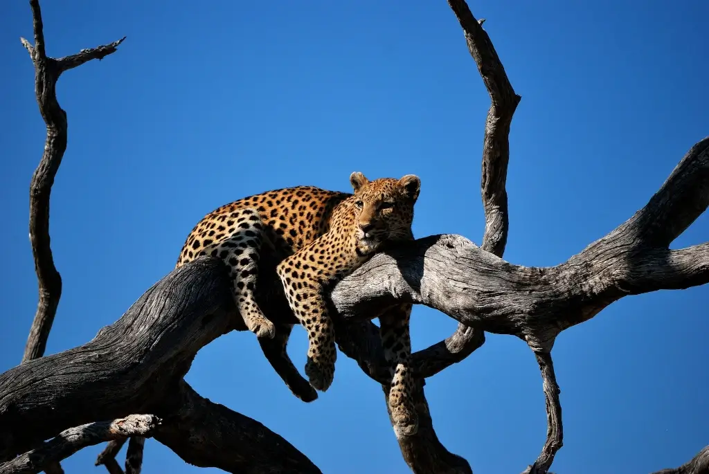 Leopard in a tree in the Okavango Delta in Botswana. 