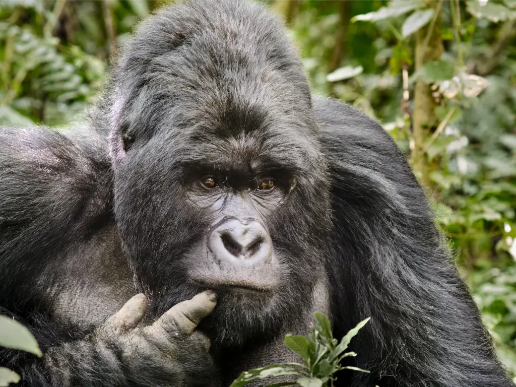 Lowland gorilla sitting amongst bushes in Virunga, Democratic Republic of the Congo (DRC). 