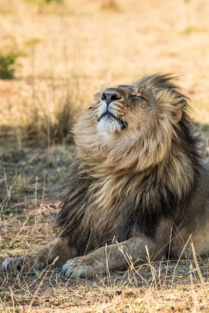 Male lion shaking its mane in Zambia.