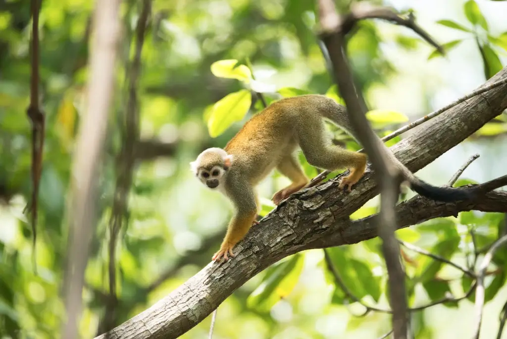 Monkey in a tree in Suriname. 