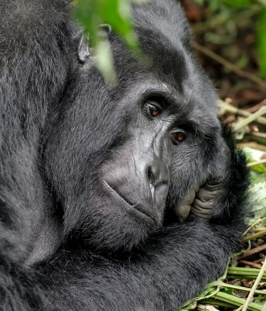 Mountain Gorilla lying on its side in jungle in Rwanda. 