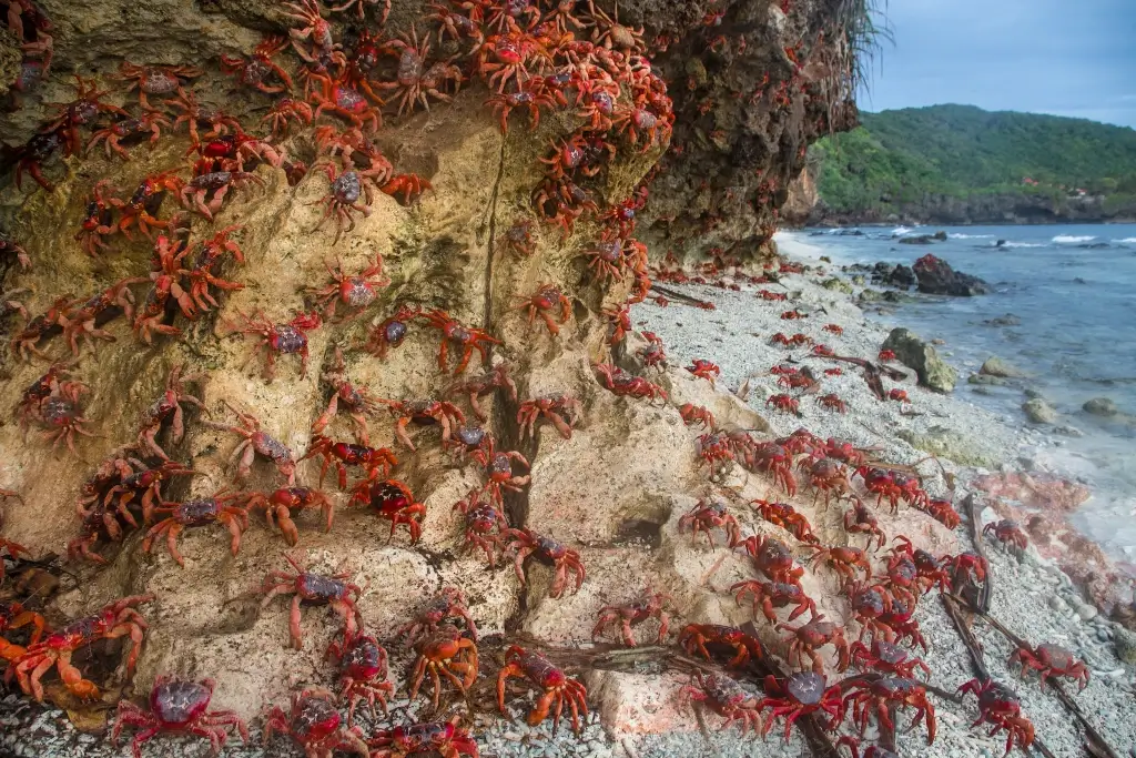 Red crabs crawling along the beach in Christmas Island, Kiribati. 