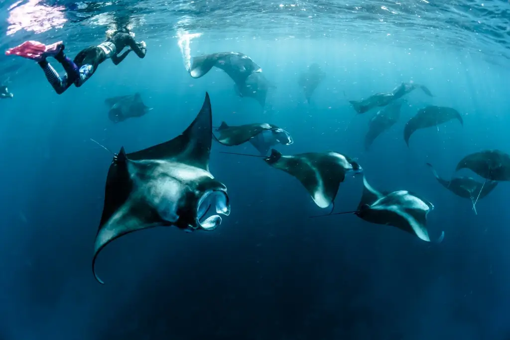 Snorkellers diving with Manta Rays in Micronesia. 