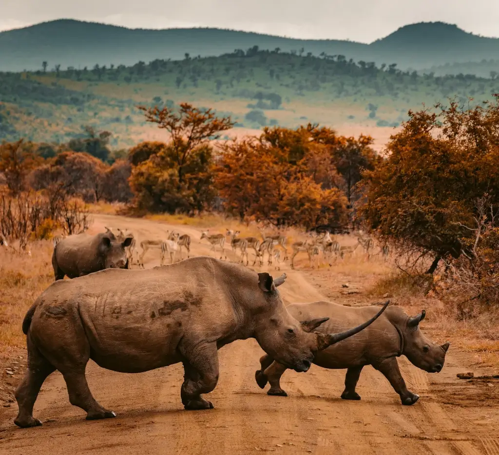 Rhinos crossing the road in Pilansberg Wildlife Reserve in South Africa. 