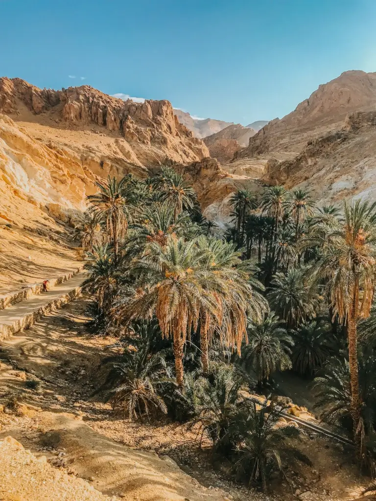 Oasis in the desert in Tunisia. 