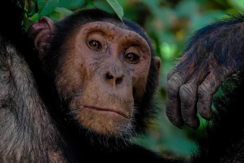 Wild Chimpanzee in Equatorial Guinea. 