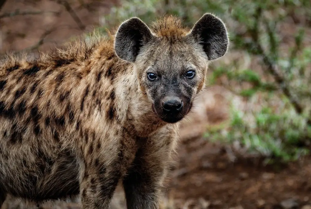 Wild hyena in the Central African Republic.