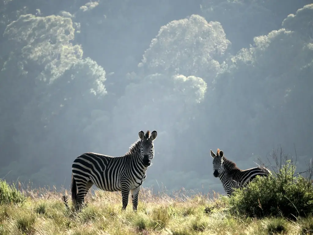 Zebras on the savannah in Malawi. 