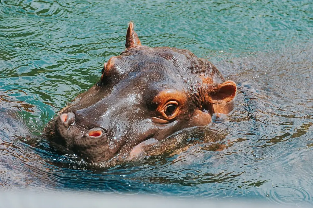 Pygmy Hippopotamus swimming in Liberia. 